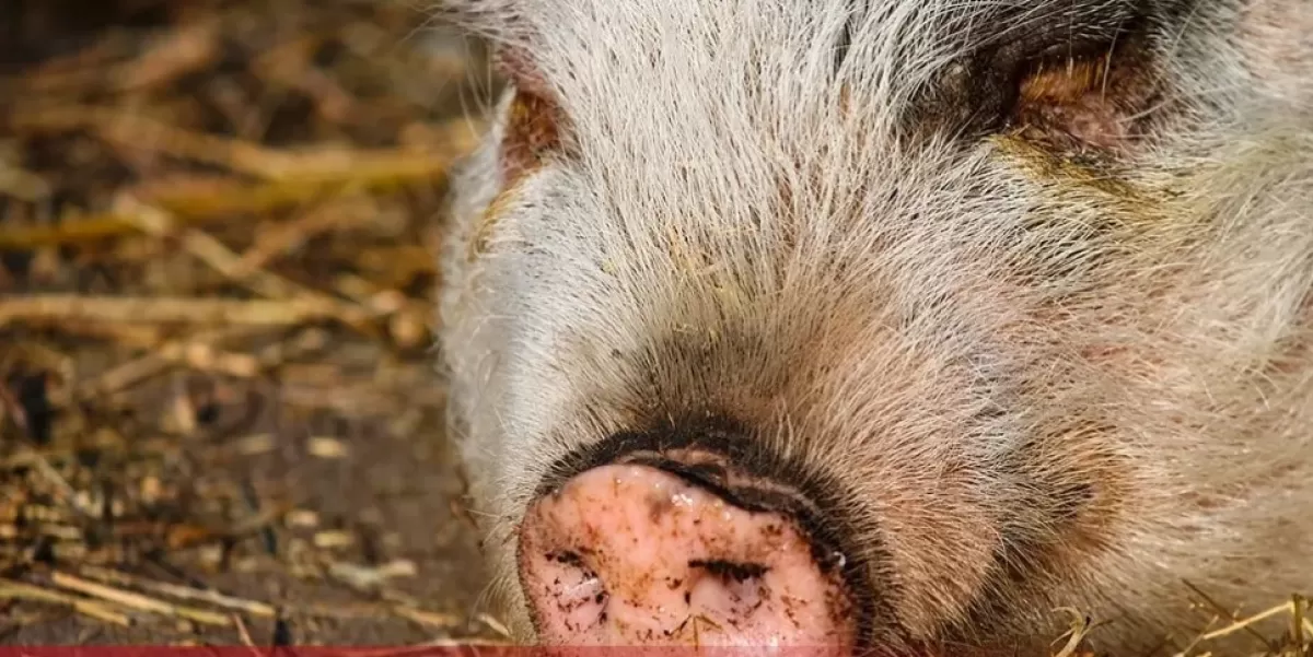 Šta ako pojedemo meso svinje zaražene afričkom kugom